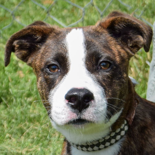 Willie, Boxer / Labrador Retriever / Mixed