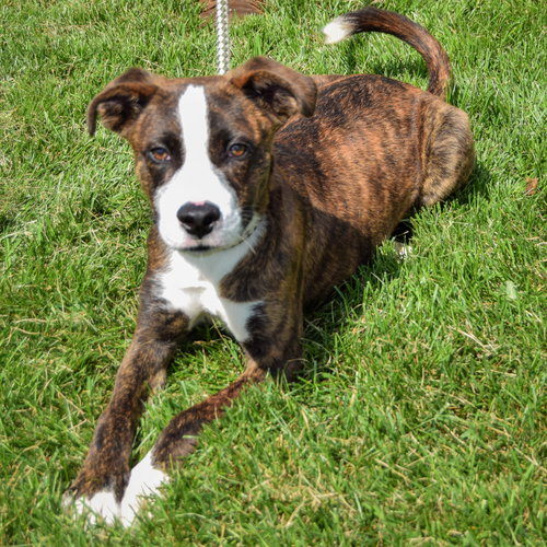 Willie, an adoptable Boxer / Labrador Retriever / Mixed at Animal House Shelter — photo 3