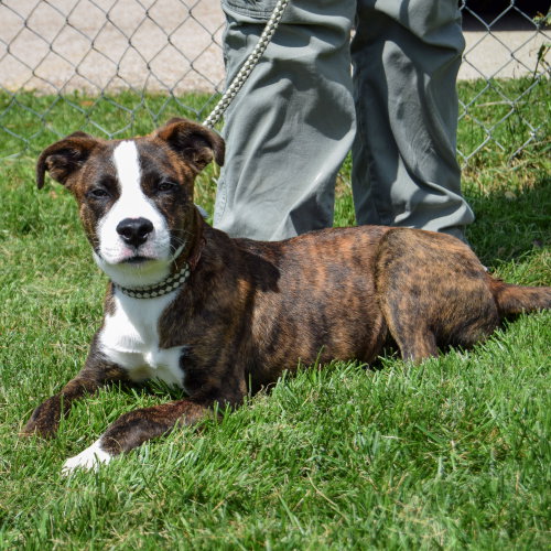 Willie, an adoptable Boxer / Labrador Retriever / Mixed at Animal House Shelter — photo 4