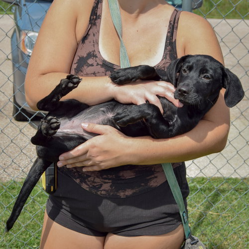 Baby Girl, an adoptable Dachshund / Black Labrador Retriever / Mixed at Animal House Shelter — photo 5