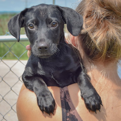 Baby Girl, an adoptable Dachshund / Black Labrador Retriever / Mixed at Animal House Shelter — photo 6