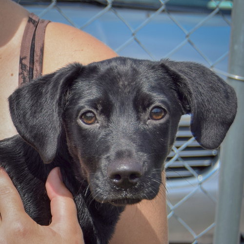 Baby Girl, an adoptable Dachshund / Black Labrador Retriever / Mixed at Animal House Shelter — photo 7