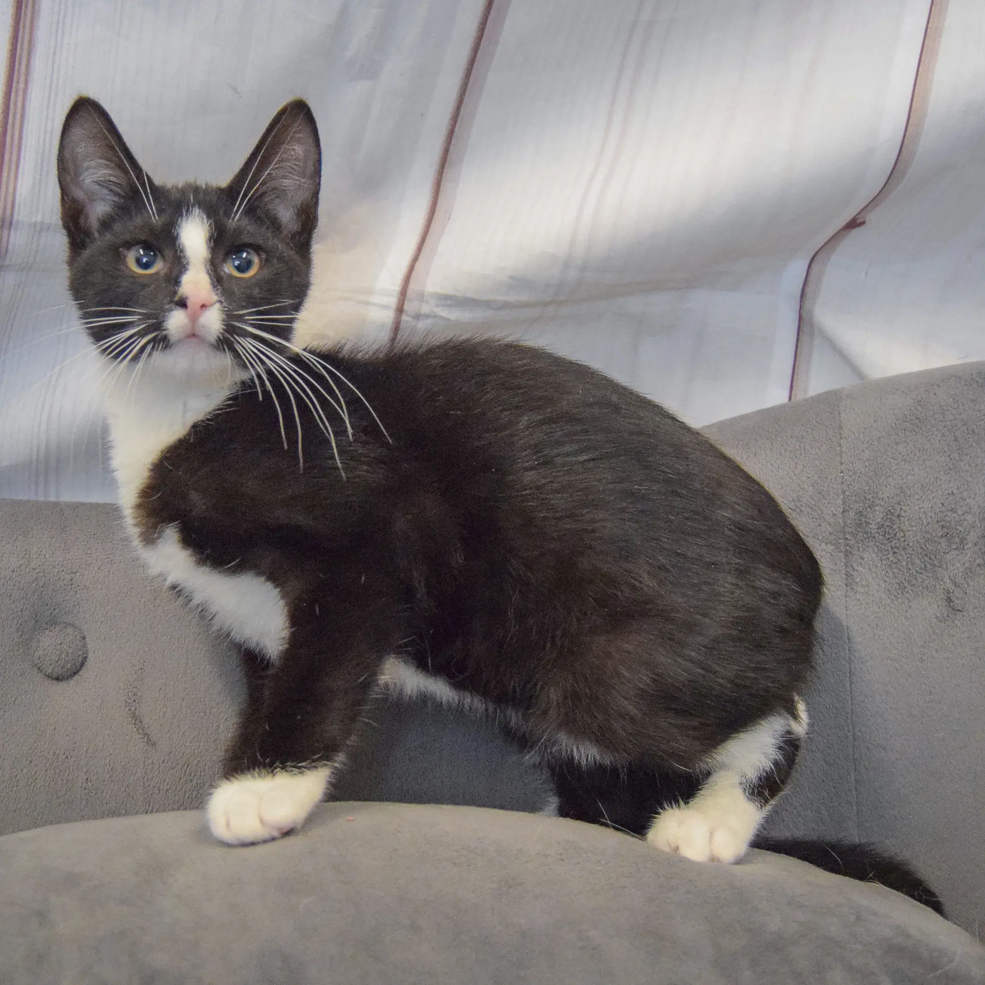 Benny image 2