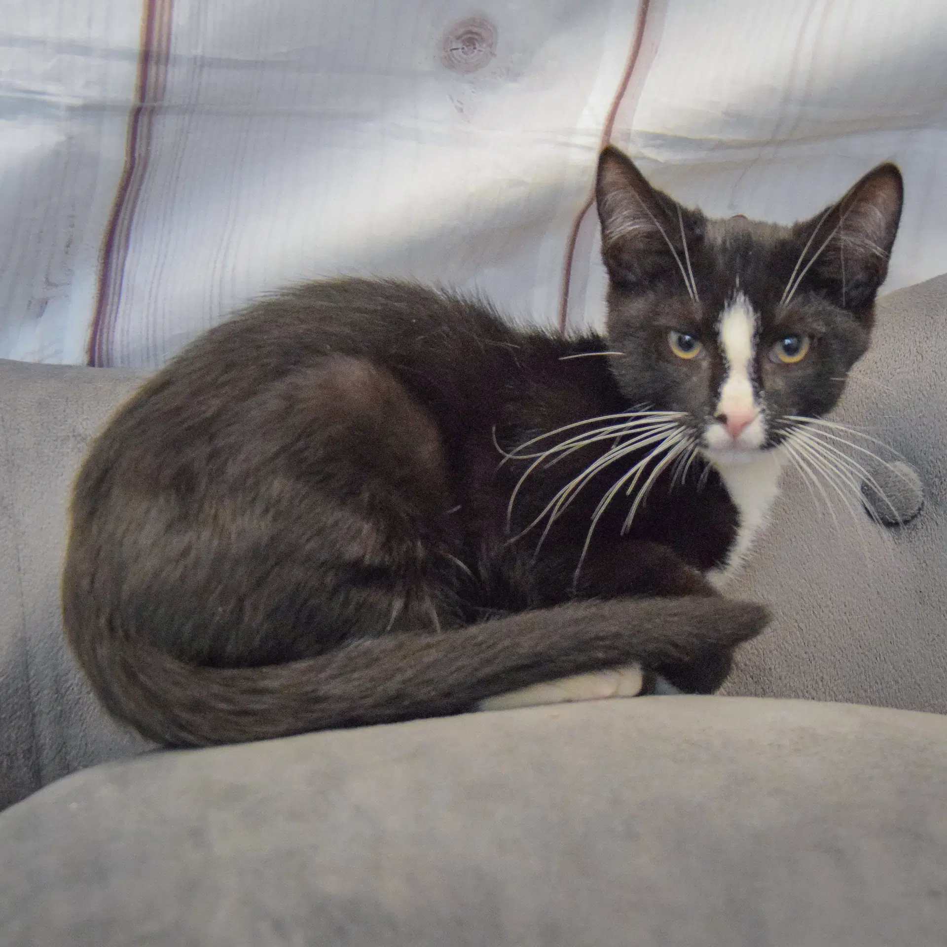 Benny image 3