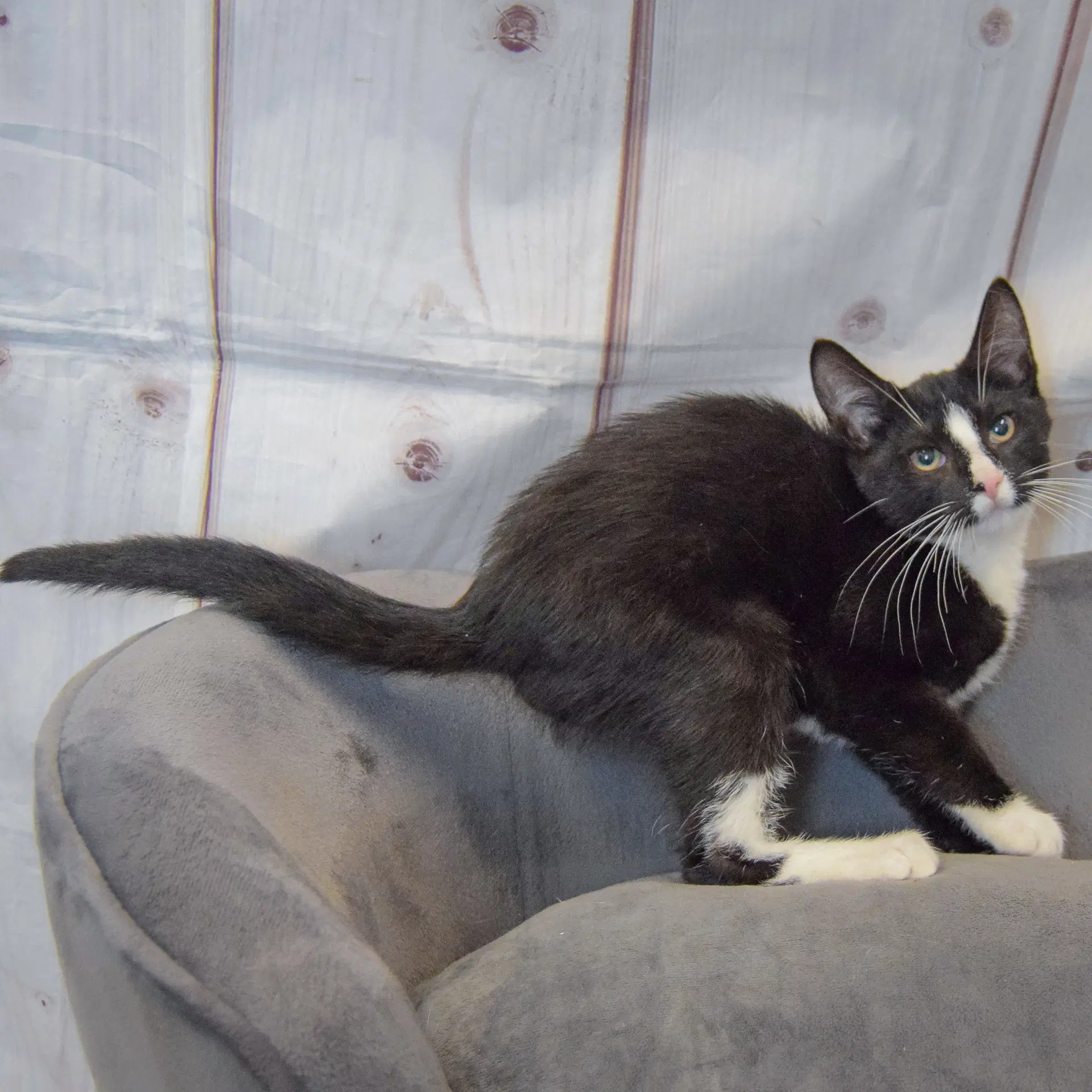 Benny image 4