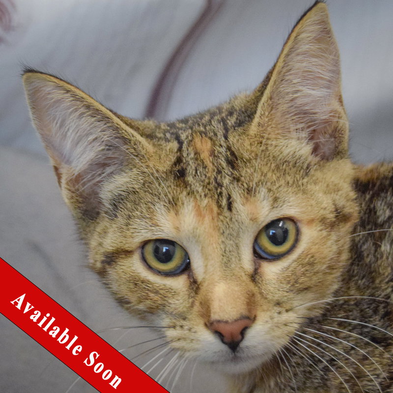 Jody, a female Torbie kitten up for adoption