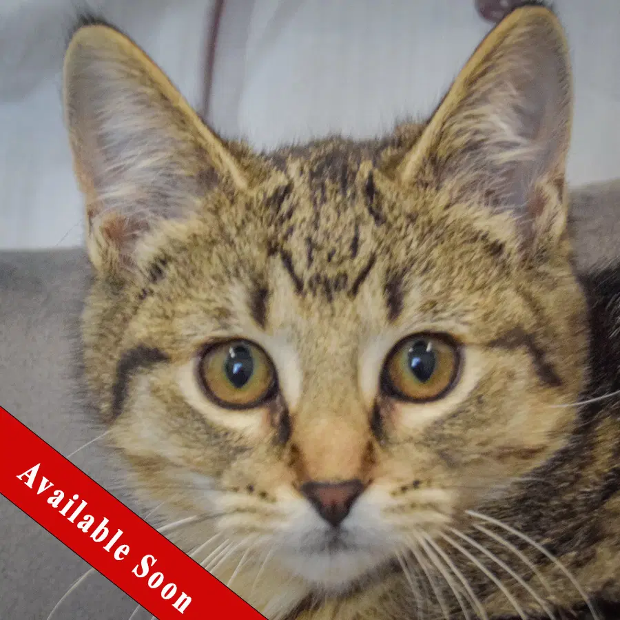 Sammy - Tabby