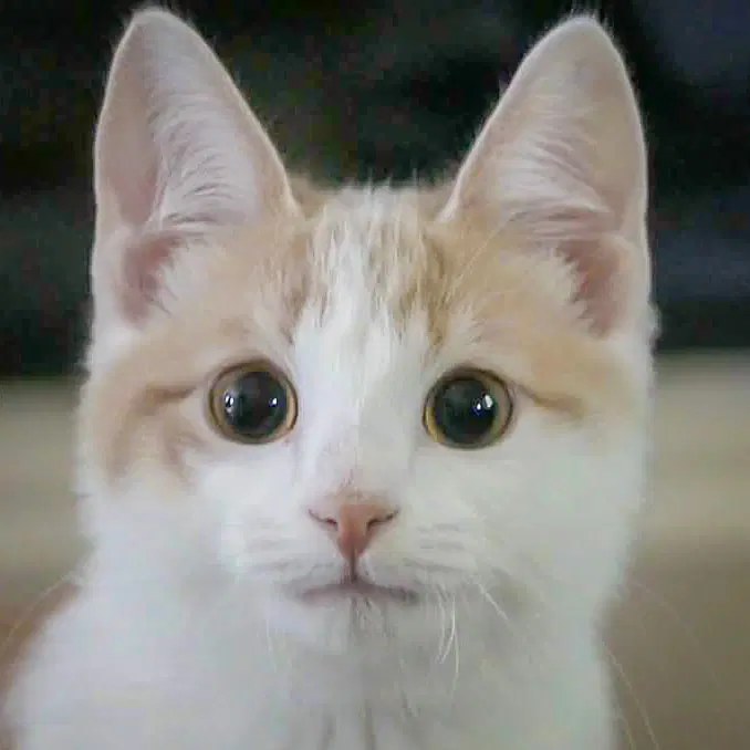 Carmel - Tabby