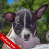 Betsy Ross — Huntley, IL Adoption