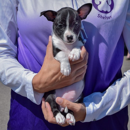 Betsy Ross, an adoptable Rat Terrier / Jack Russell Terrier / Mixed at Animal House Shelter — photo 3