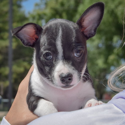 Betsy Ross, an adoptable Rat Terrier / Jack Russell Terrier / Mixed at Animal House Shelter — photo 5