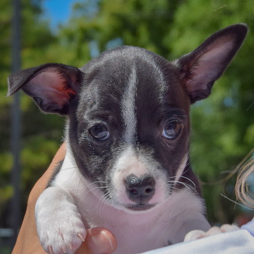Betsy Ross, an adoptable Rat Terrier / Jack Russell Terrier / Mixed at Animal House Shelter — photo 6