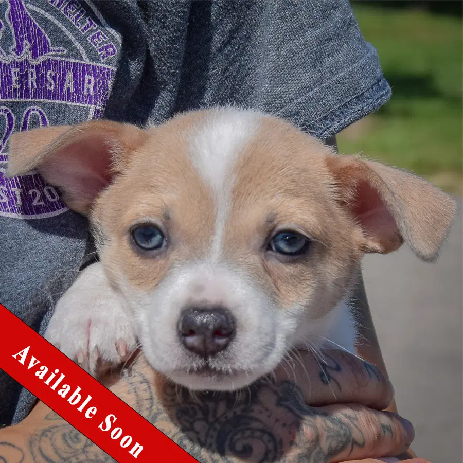 Freedom - Rat Terrier