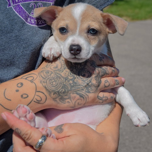 Freedom, an adoptable Rat Terrier / Jack Russell Terrier / Mixed at Animal House Shelter — photo 2