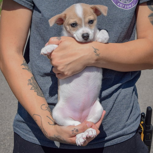 Freedom, an adoptable Rat Terrier / Jack Russell Terrier / Mixed at Animal House Shelter — photo 3
