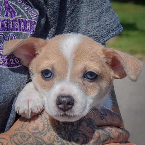 Freedom, an adoptable Rat Terrier / Jack Russell Terrier / Mixed at Animal House Shelter — photo 5