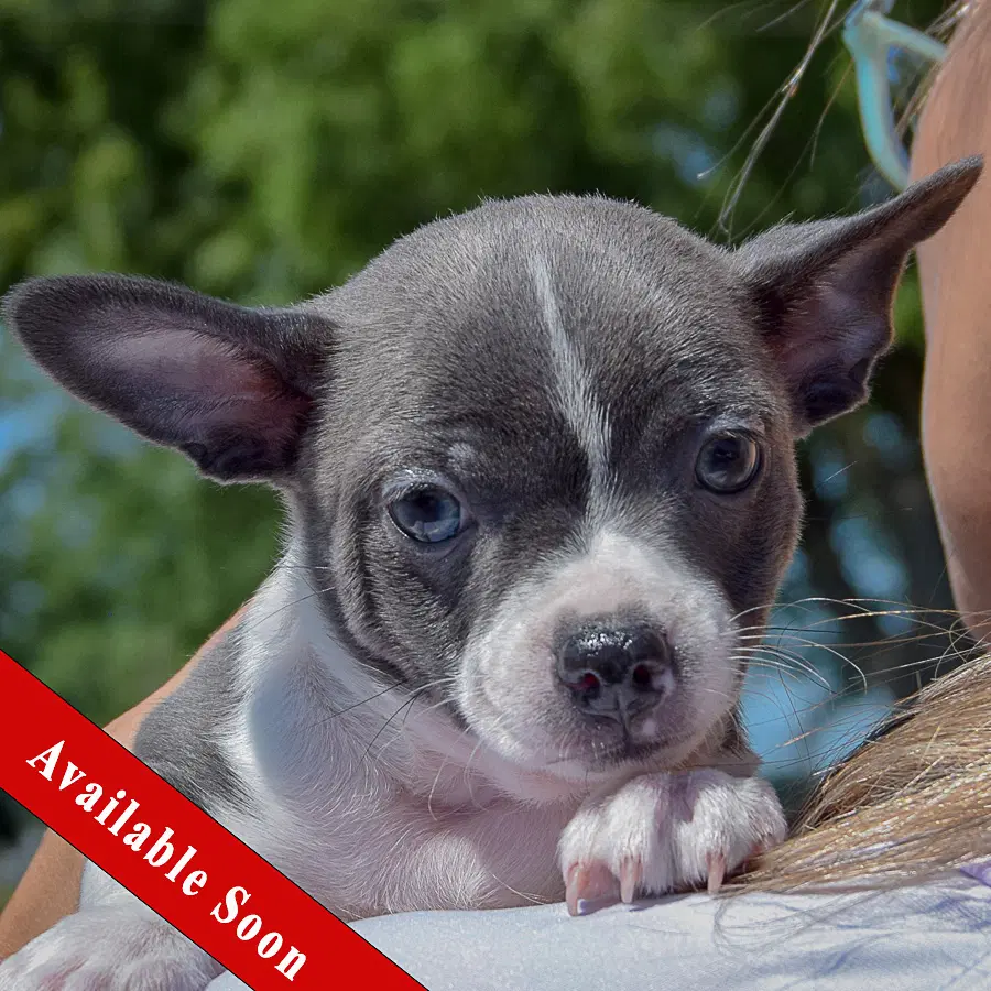 Liberty - Rat Terrier