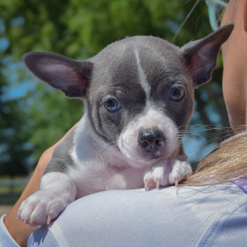 Liberty, an adoptable Rat Terrier / Jack Russell Terrier / Mixed at Animal House Shelter — photo 5