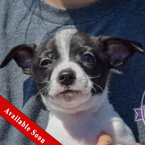 Yankee Doodle, Rat Terrier / Jack Russell Terrier / Mixed