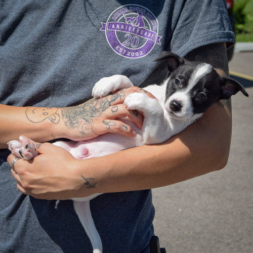 Yankee Doodle, an adoptable Rat Terrier / Jack Russell Terrier / Mixed at Animal House Shelter — photo 3