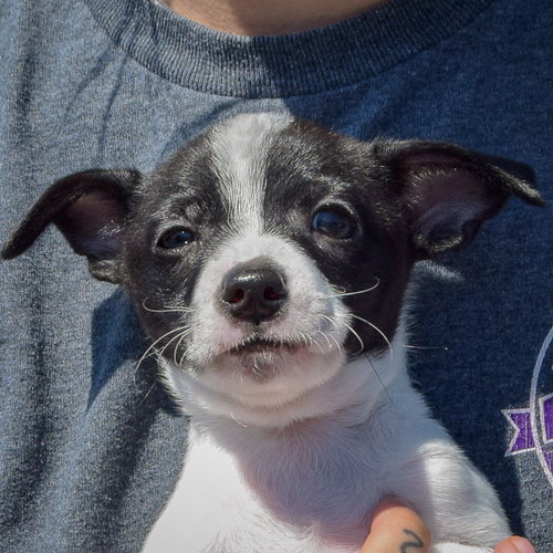 Yankee Doodle, an adoptable Rat Terrier / Jack Russell Terrier / Mixed at Animal House Shelter — photo 5