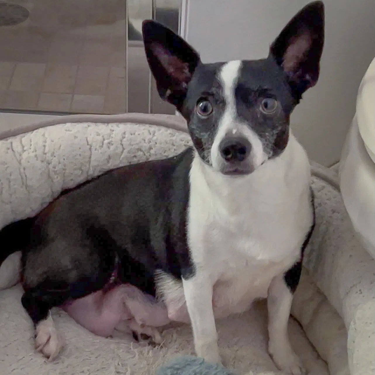 Roxie image 2