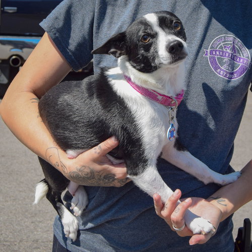 Roxie, an adoptable Rat Terrier / Jack Russell Terrier / Mixed at Animal House Shelter — photo 3