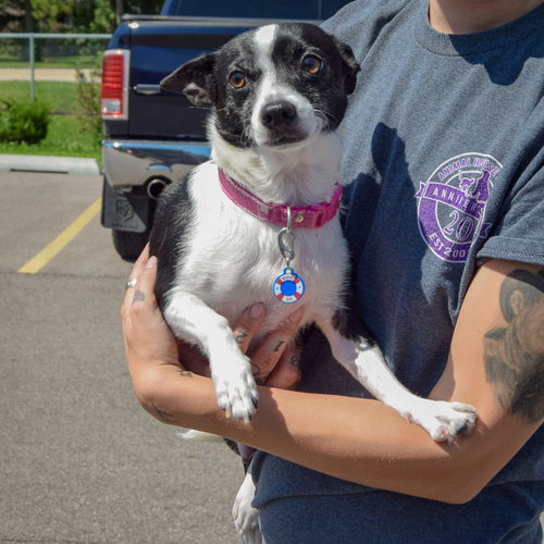 Roxie, an adoptable Rat Terrier / Jack Russell Terrier / Mixed at Animal House Shelter — photo 4
