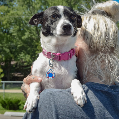 Roxie, an adoptable Rat Terrier / Jack Russell Terrier / Mixed at Animal House Shelter — photo 5