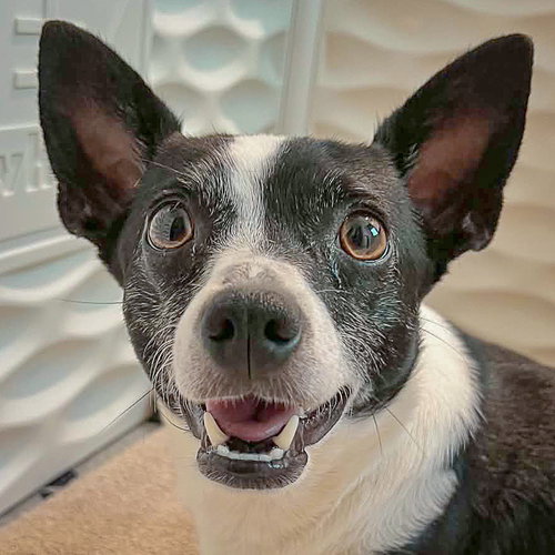 Roxie, an adoptable Rat Terrier / Jack Russell Terrier / Mixed at Animal House Shelter — photo 6