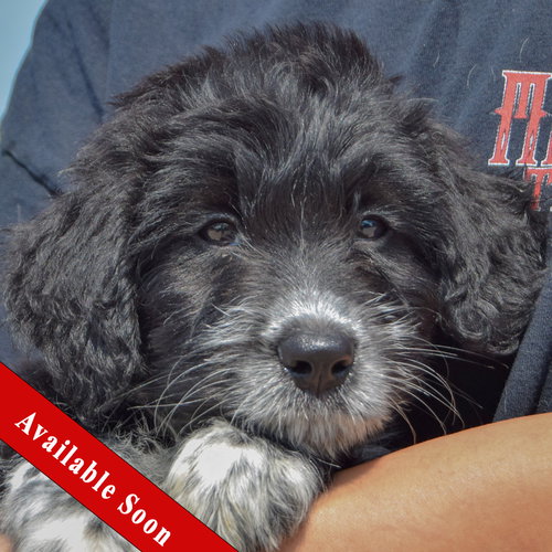 Cal, Poodle (unknown type) / Australian Cattle Dog/Blue Heeler / Mixed