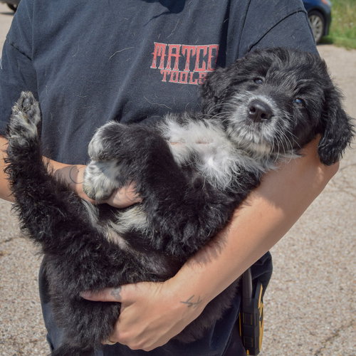 Cal, an adoptable Poodle (unknown type) / Australian Cattle Dog/Blue Heeler / Mixed at Animal House Shelter — photo 5