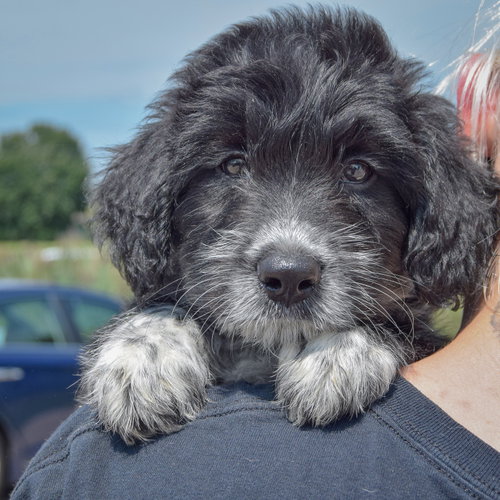Cal, an adoptable Poodle (unknown type) / Australian Cattle Dog/Blue Heeler / Mixed at Animal House Shelter — photo 6