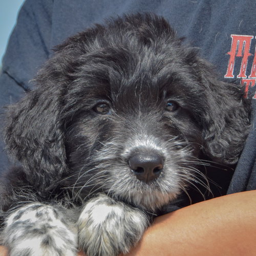 Cal, an adoptable Poodle (unknown type) / Australian Cattle Dog/Blue Heeler / Mixed at Animal House Shelter — photo 7