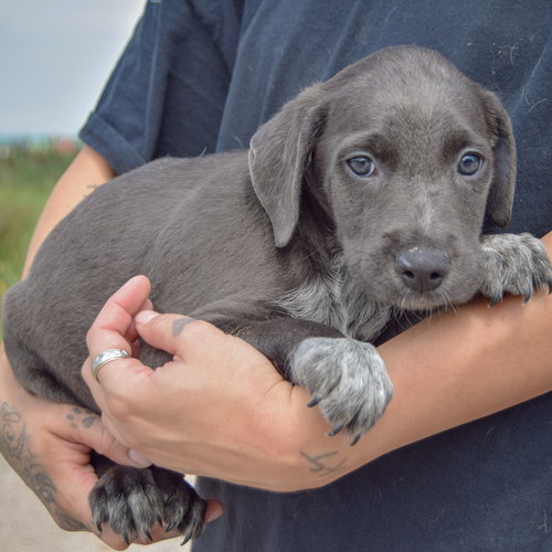 Caleb, an adoptable Poodle (unknown type) / Australian Cattle Dog/Blue Heeler / Mixed at Animal House Shelter — photo 2