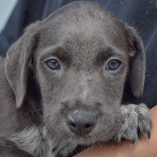 Caleb, an adoptable Poodle (unknown type) / Australian Cattle Dog/Blue Heeler / Mixed at Animal House Shelter — photo 5