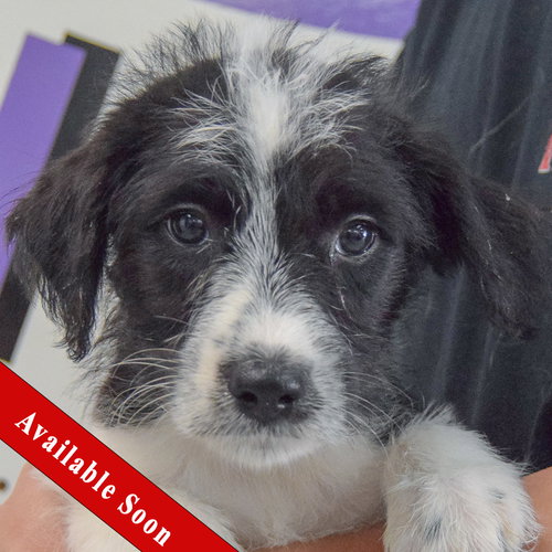 Camie, Poodle (unknown type) / Australian Cattle Dog/Blue Heeler / Mixed