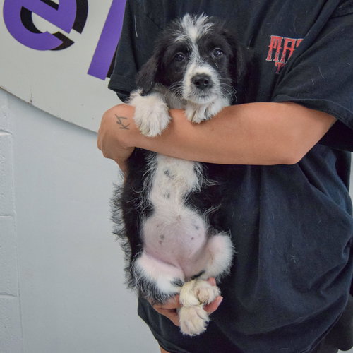 Camie, an adoptable Poodle (unknown type) / Australian Cattle Dog/Blue Heeler / Mixed at Animal House Shelter — photo 3
