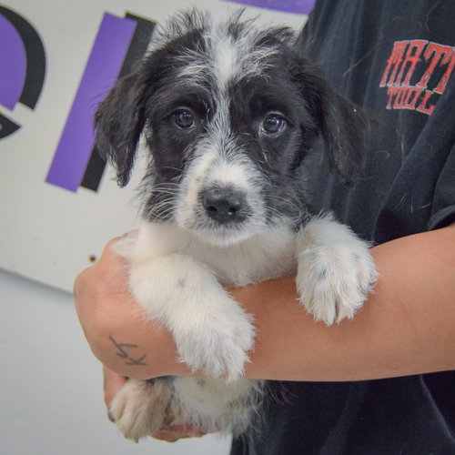 Camie, an adoptable Poodle (unknown type) / Australian Cattle Dog/Blue Heeler / Mixed at Animal House Shelter — photo 4