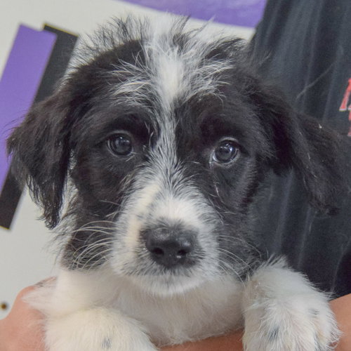 Camie, an adoptable Poodle (unknown type) / Australian Cattle Dog/Blue Heeler / Mixed at Animal House Shelter — photo 5