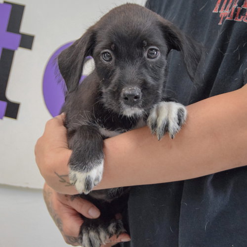 Carlie, an adoptable Poodle (unknown type) / Australian Cattle Dog/Blue Heeler / Mixed at Animal House Shelter — photo 3