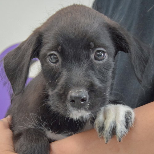 Carlie, an adoptable Poodle (unknown type) / Australian Cattle Dog/Blue Heeler / Mixed at Animal House Shelter — photo 5