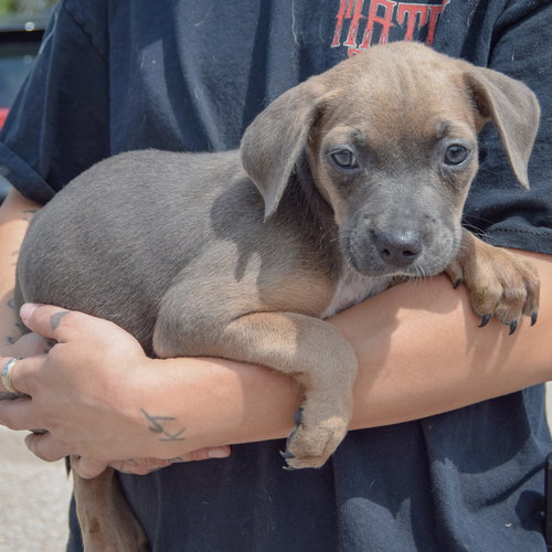 Carol, an adoptable Poodle (unknown type) / Australian Cattle Dog/Blue Heeler / Mixed at Animal House Shelter — photo 2