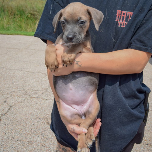 Carol, an adoptable Poodle (unknown type) / Australian Cattle Dog/Blue Heeler / Mixed at Animal House Shelter — photo 3