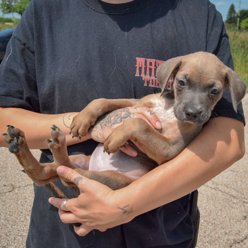 Carol, an adoptable Poodle (unknown type) / Australian Cattle Dog/Blue Heeler / Mixed at Animal House Shelter — photo 5
