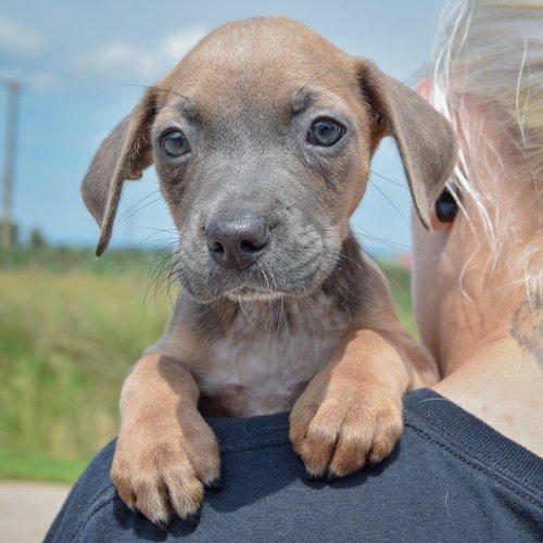 Carol, an adoptable Poodle (unknown type) / Australian Cattle Dog/Blue Heeler / Mixed at Animal House Shelter — photo 6