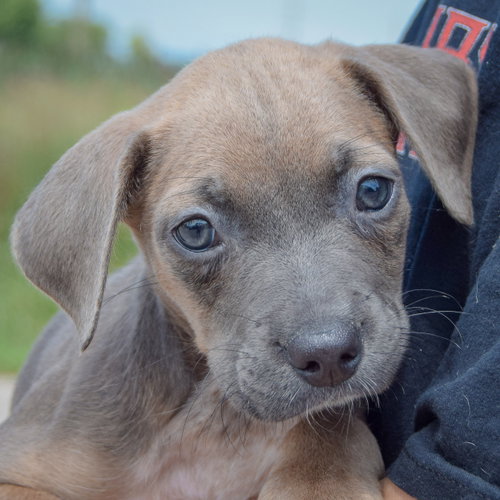 Carol, an adoptable Poodle (unknown type) / Australian Cattle Dog/Blue Heeler / Mixed at Animal House Shelter — photo 7