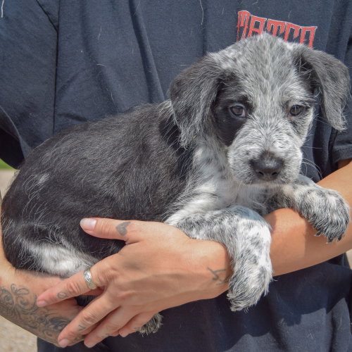 Colton, an adoptable Poodle (unknown type) / Australian Cattle Dog/Blue Heeler / Mixed at Animal House Shelter — photo 2
