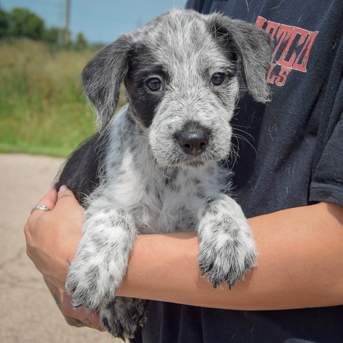 Colton, an adoptable Poodle (unknown type) / Australian Cattle Dog/Blue Heeler / Mixed at Animal House Shelter — photo 4