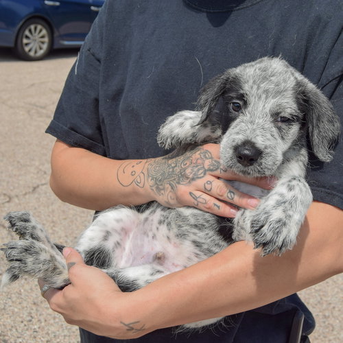 Colton, an adoptable Poodle (unknown type) / Australian Cattle Dog/Blue Heeler / Mixed at Animal House Shelter — photo 5